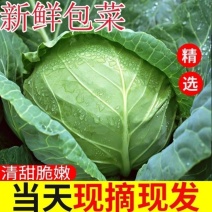 徐州甘蓝圆包菜基地直供全国发货诚信经营货源充足