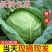 徐州甘蓝圆包菜基地直供全国发货诚信经营货源充足