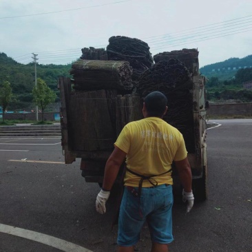 贵州杜仲