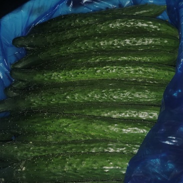 黄瓜夏津