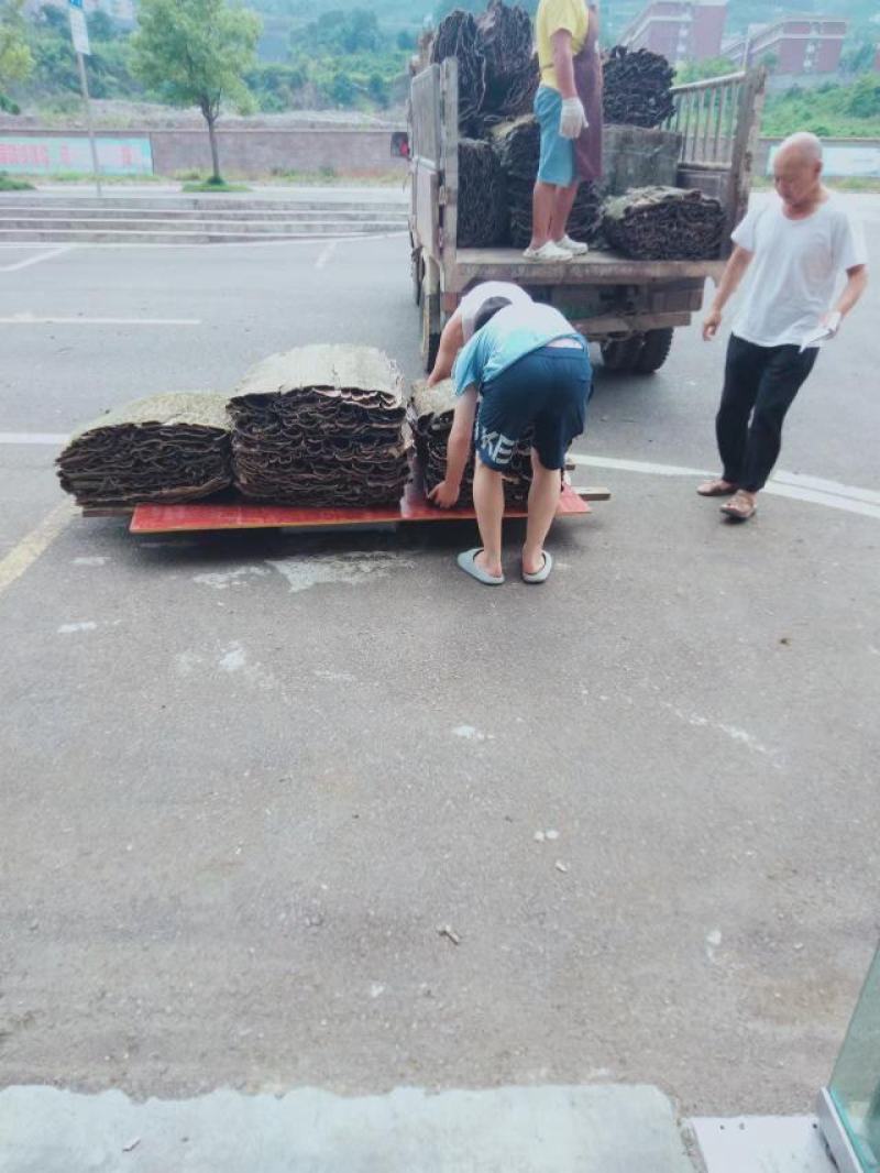 贵州杜仲