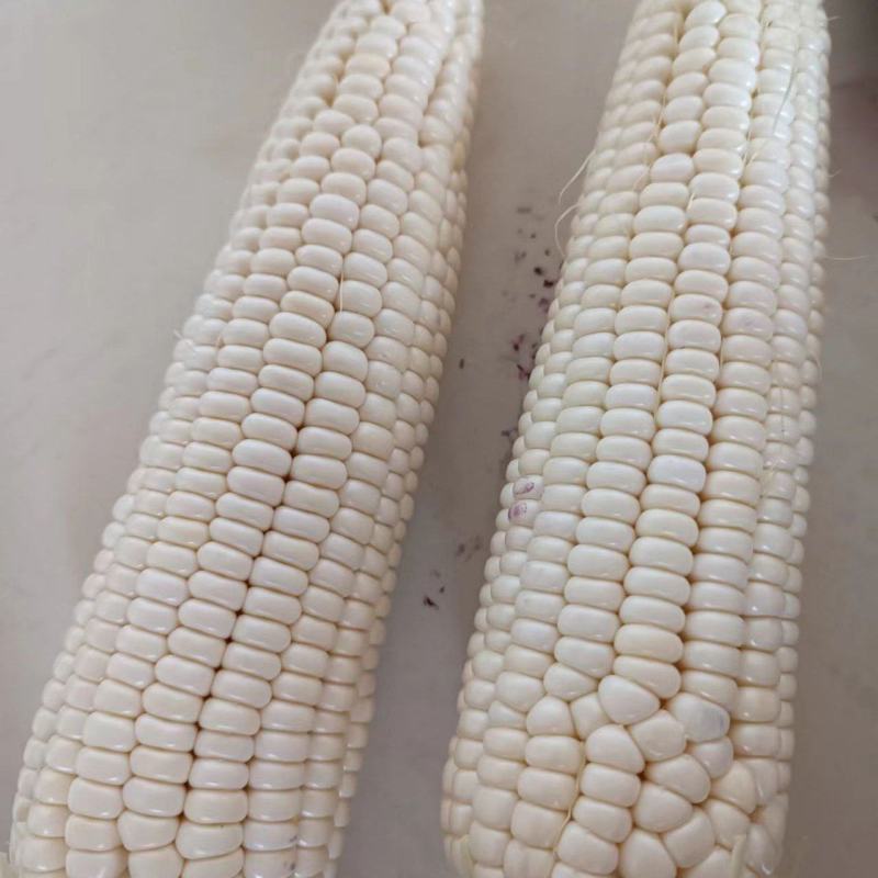 万糯玉米2000，白，黄，花，黑玉米大量上市中。