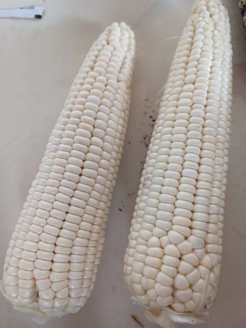 万糯玉米2000，白，黄，花，黑玉米大量上市中。