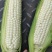 万糯玉米2000，白，黄，花，黑玉米大量上市中。