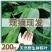 干粽叶天然粽子叶麻竹叶新鲜大叶家用包粽子粽叶大号批发棕叶