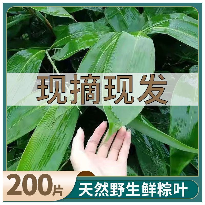 干粽叶天然粽子叶麻竹叶新鲜大叶家用包粽子粽叶大号批发棕叶