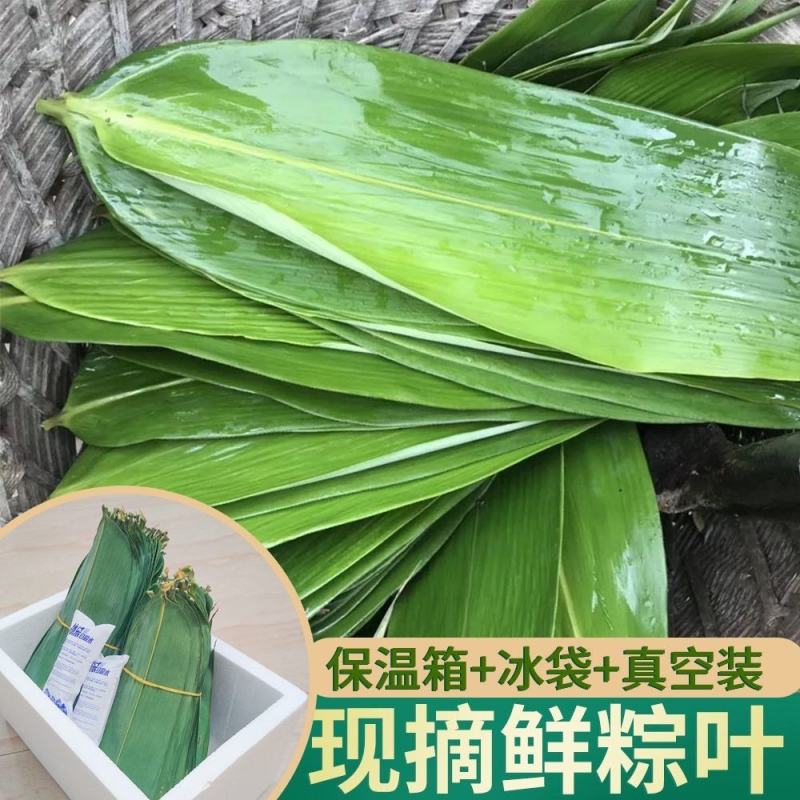 干粽叶天然粽子叶麻竹叶新鲜大叶家用包粽子粽叶大号批发棕叶