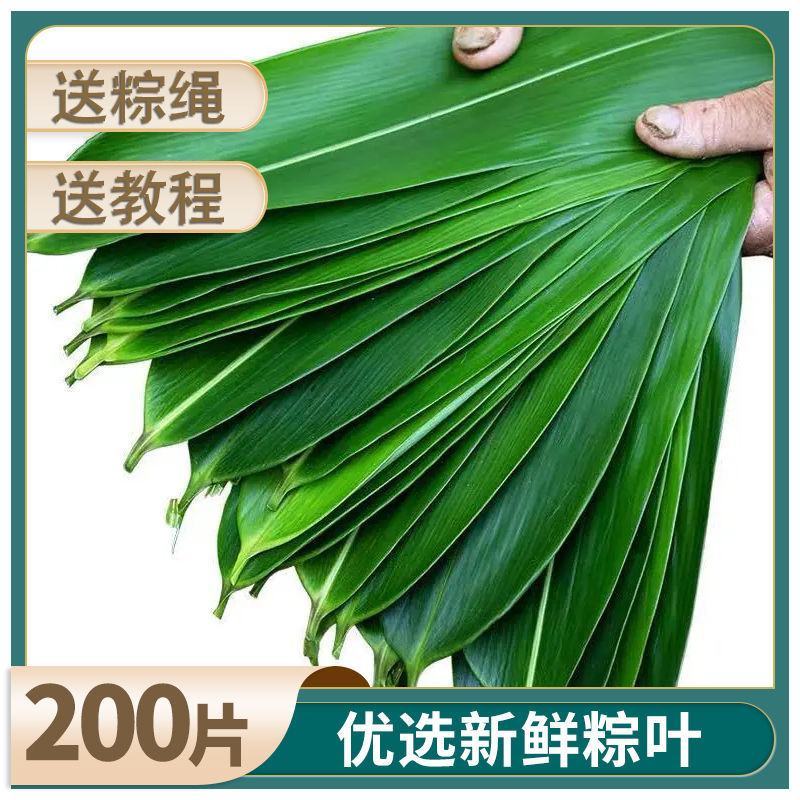 干粽叶天然粽子叶麻竹叶新鲜大叶家用包粽子粽叶大号批发棕叶