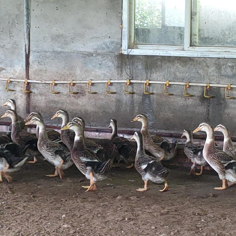 粮食麻鸭