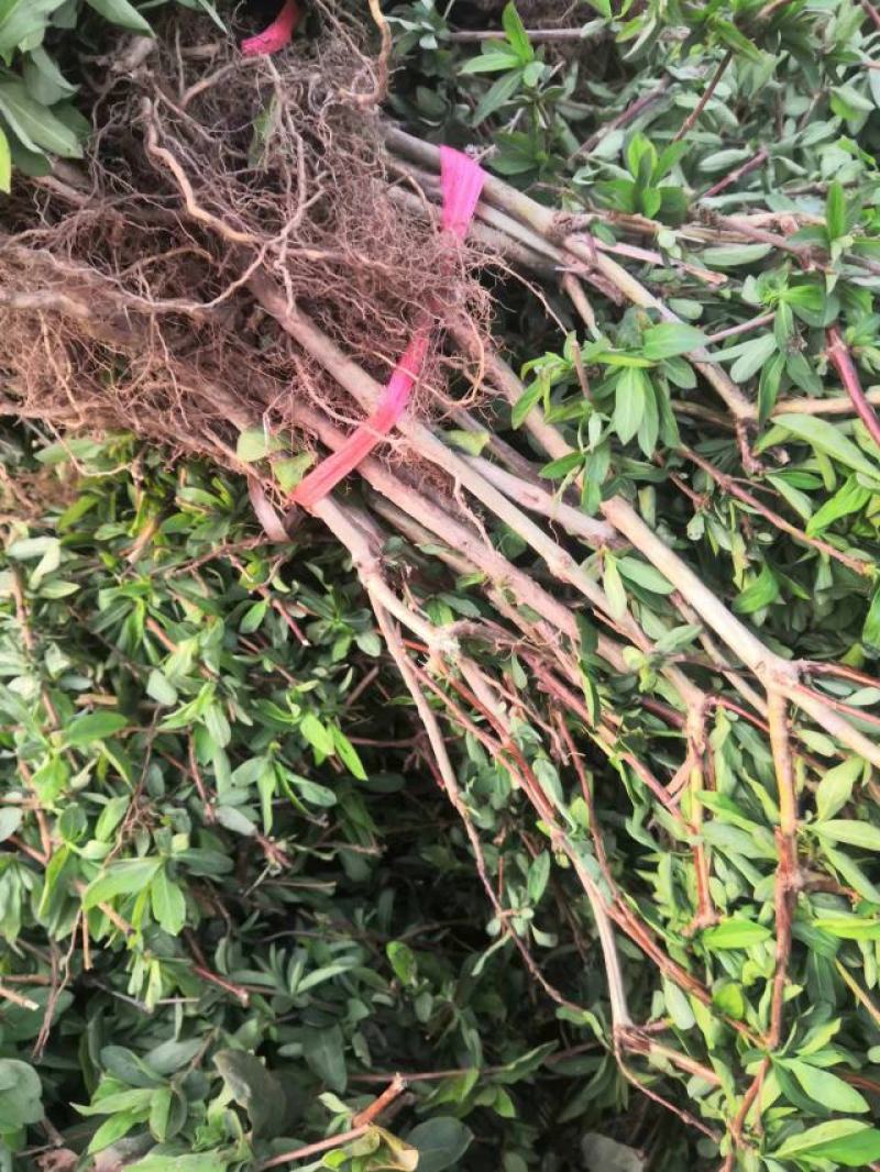 河北精品金银花苗基地直发品质保证量大从优欢迎联系