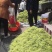 河北精品金银花苗基地直发品质保证量大从优欢迎联系