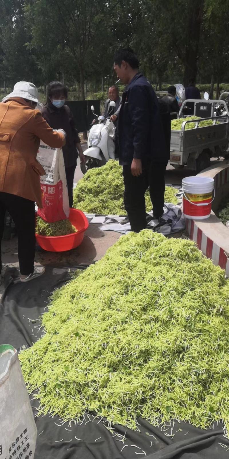 河北精品金银花苗基地直发品质保证量大从优欢迎联系