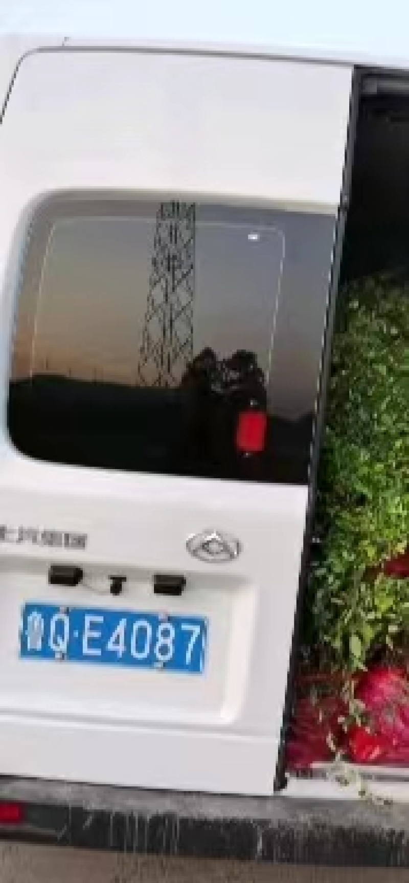 河北精品金银花苗基地直发品质保证量大从优欢迎联系