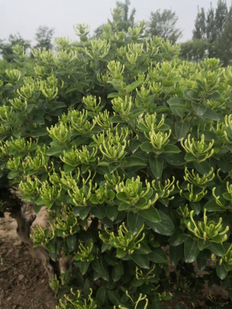 河北精品金银花苗基地直发品质保证量大从优欢迎联系