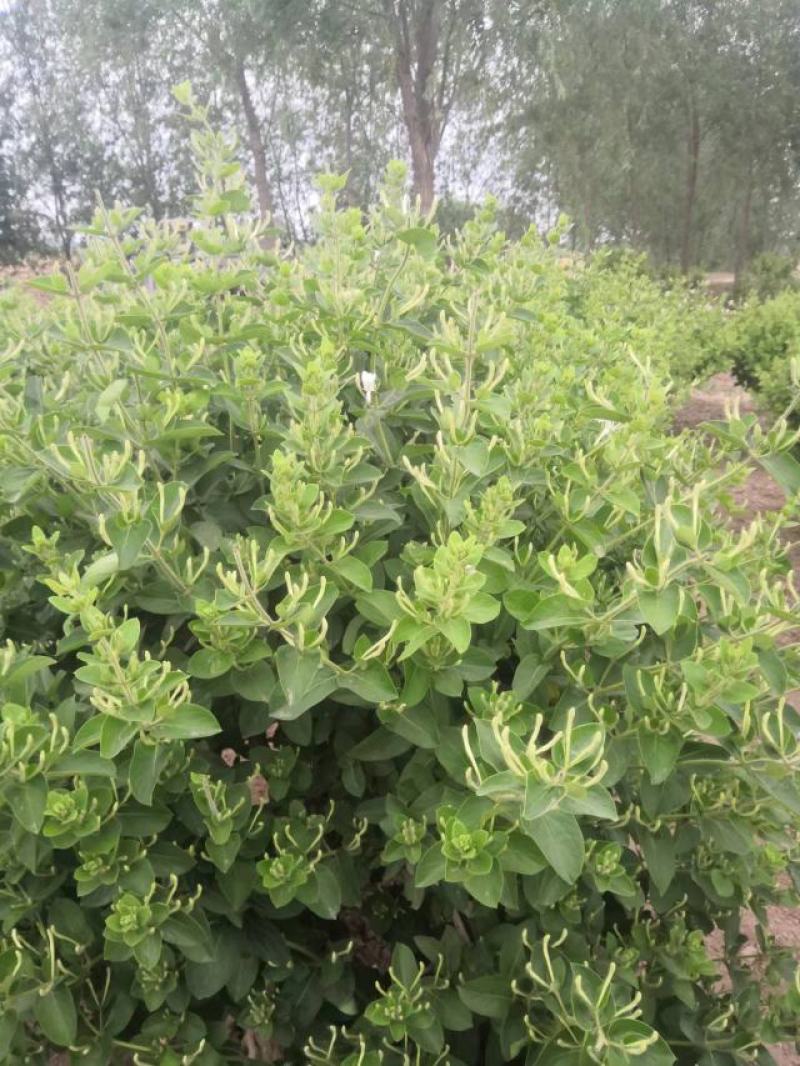 河北精品金银花苗基地直发品质保证量大从优欢迎联系