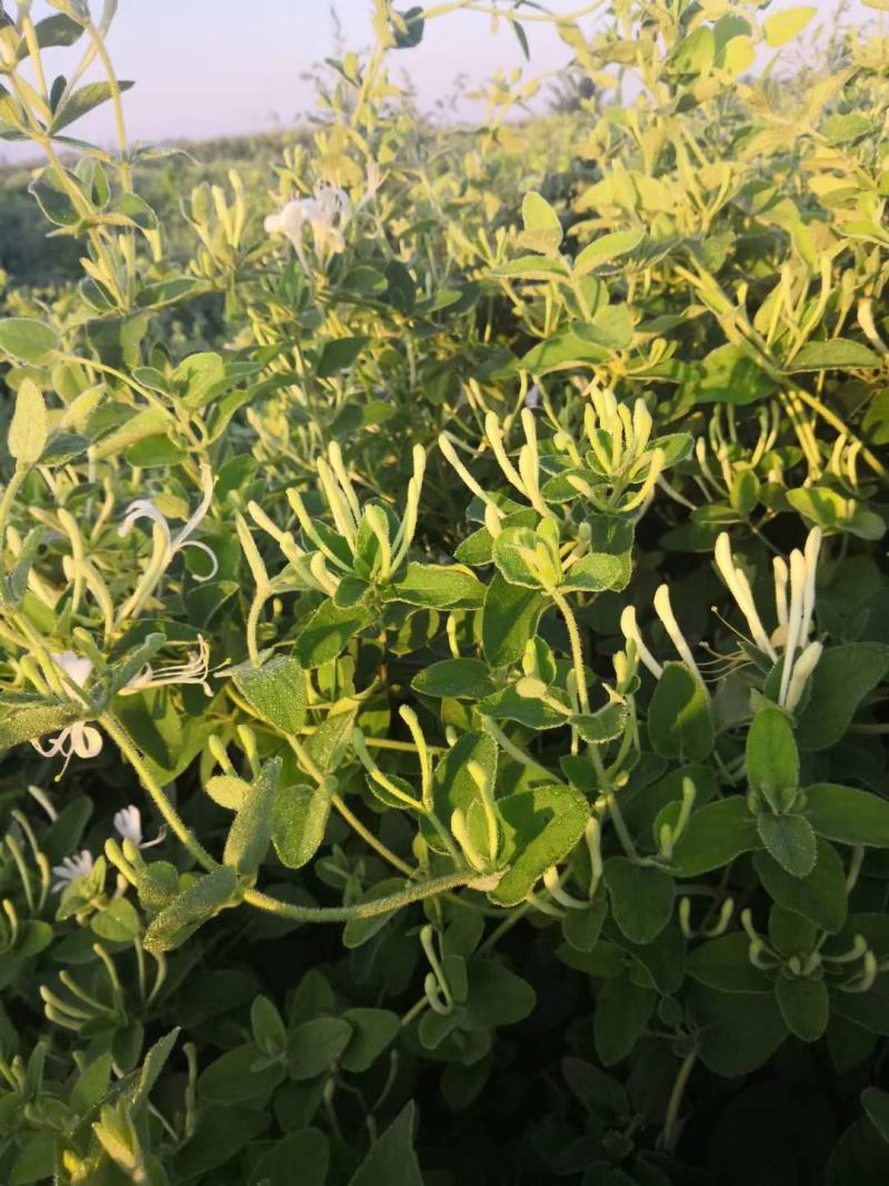 河北精品金银花苗基地直发品质保证量大从优欢迎联系