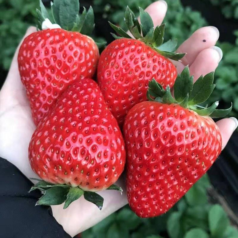 章姬甜宝草莓苗脱毒苗苗提供种植技术品种齐全红颜妙香