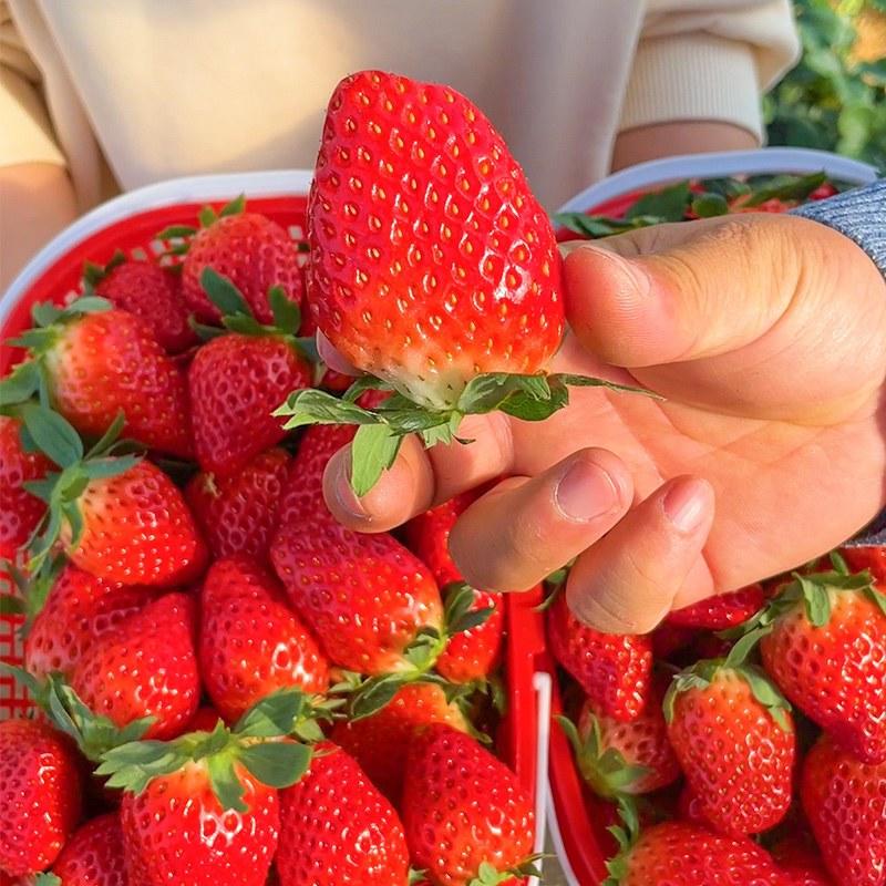 章姬甜宝草莓苗脱毒苗苗提供种植技术品种齐全红颜妙香