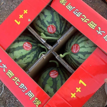 河南有籽美都大量上市品质好诚信经营专业代发。