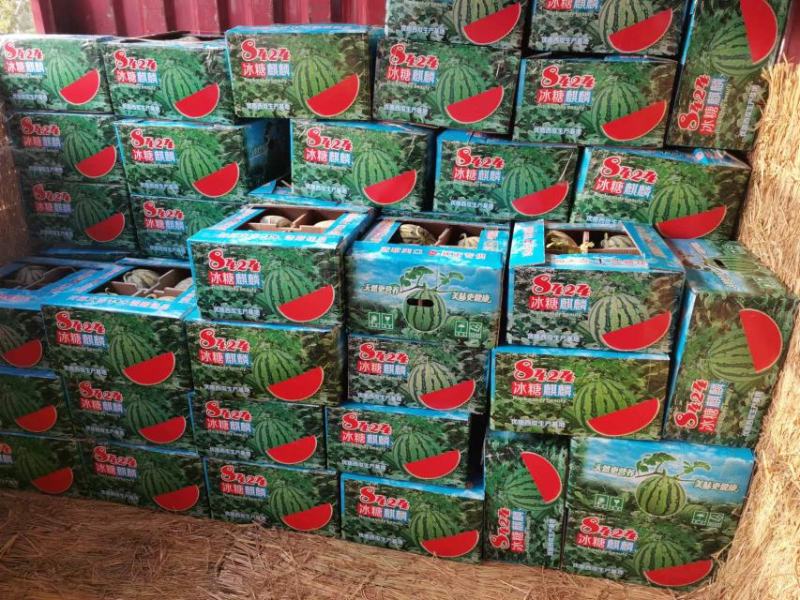 河南有籽美都大量上市品质好诚信经营专业代发。