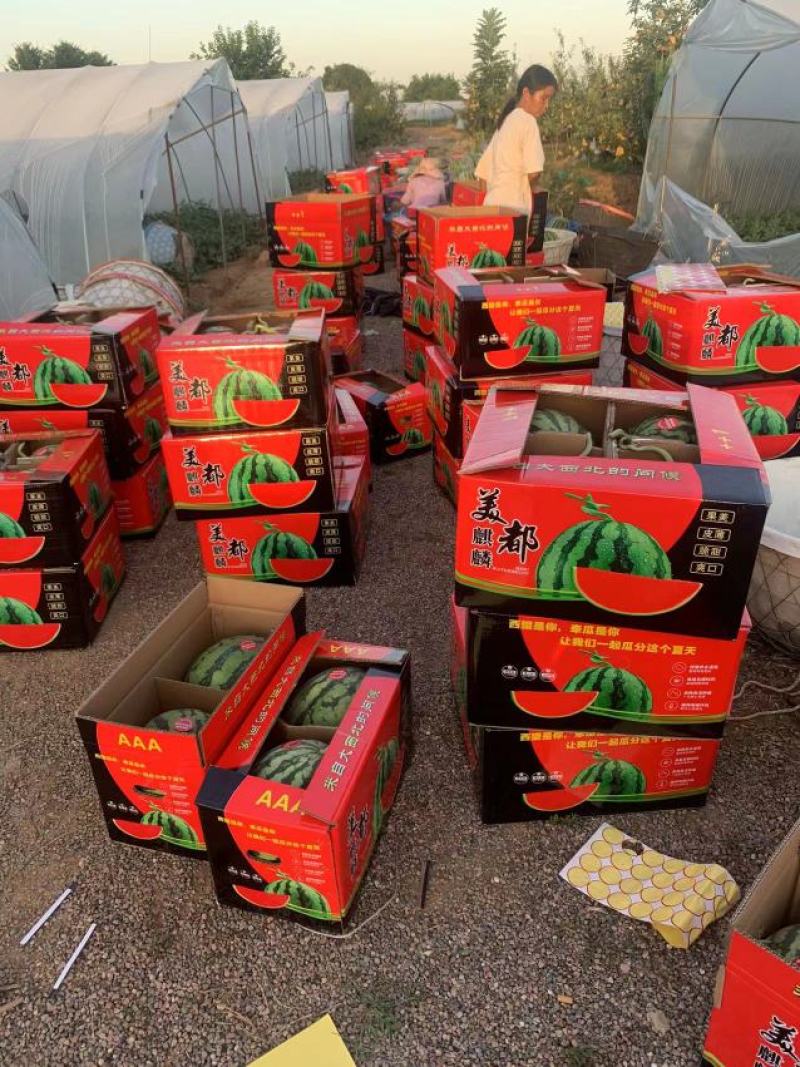 河南有籽美都大量上市品质好诚信经营专业代发。