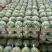 河南有籽美都大量上市品质好诚信经营专业代发。