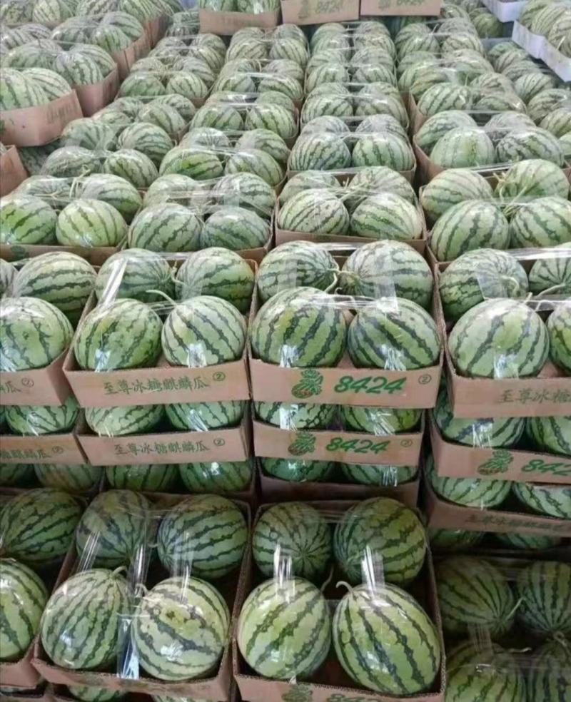 河南有籽美都大量上市品质好诚信经营专业代发。