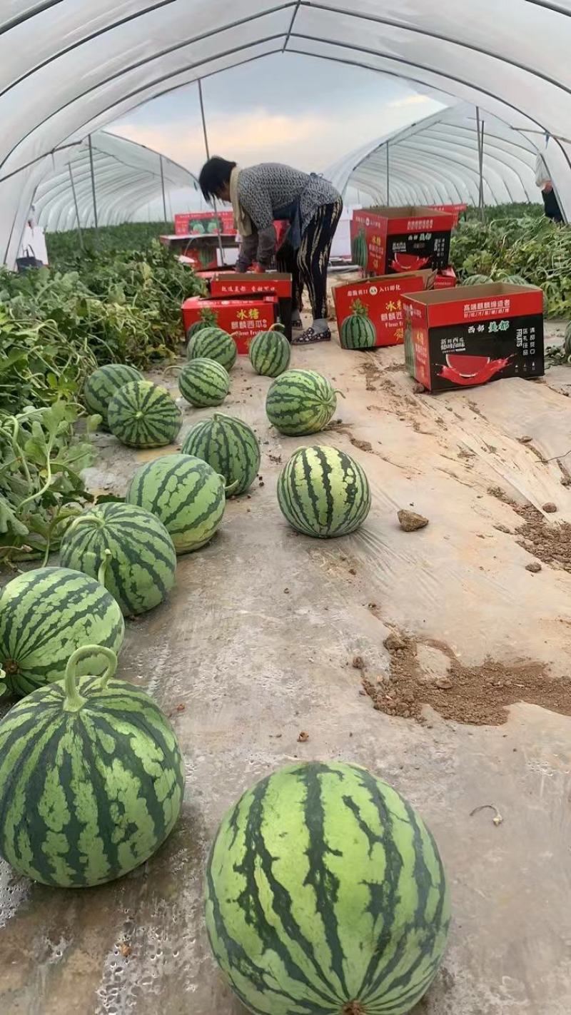 河南有籽美都大量上市品质好诚信经营专业代发。