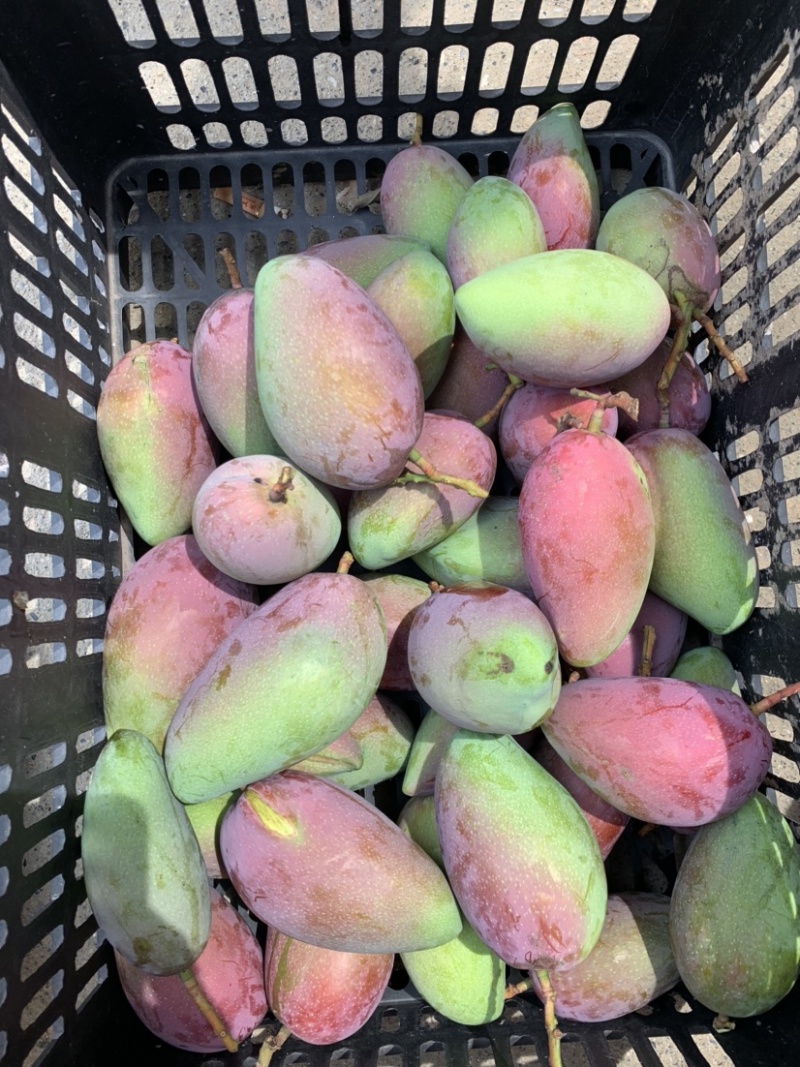 广西芒果贵妃芒果金煌芒小台农芒果桂七芒5/10斤