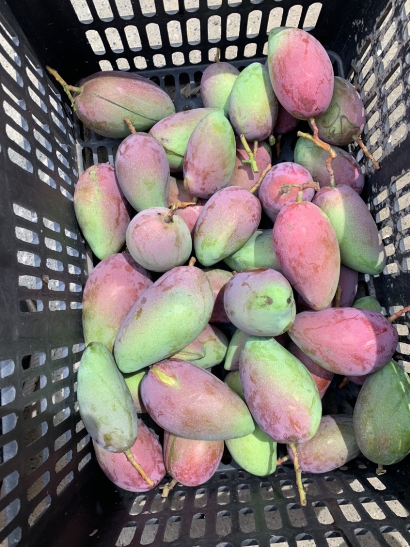 广西芒果贵妃芒果金煌芒小台农芒果桂七芒5/10斤