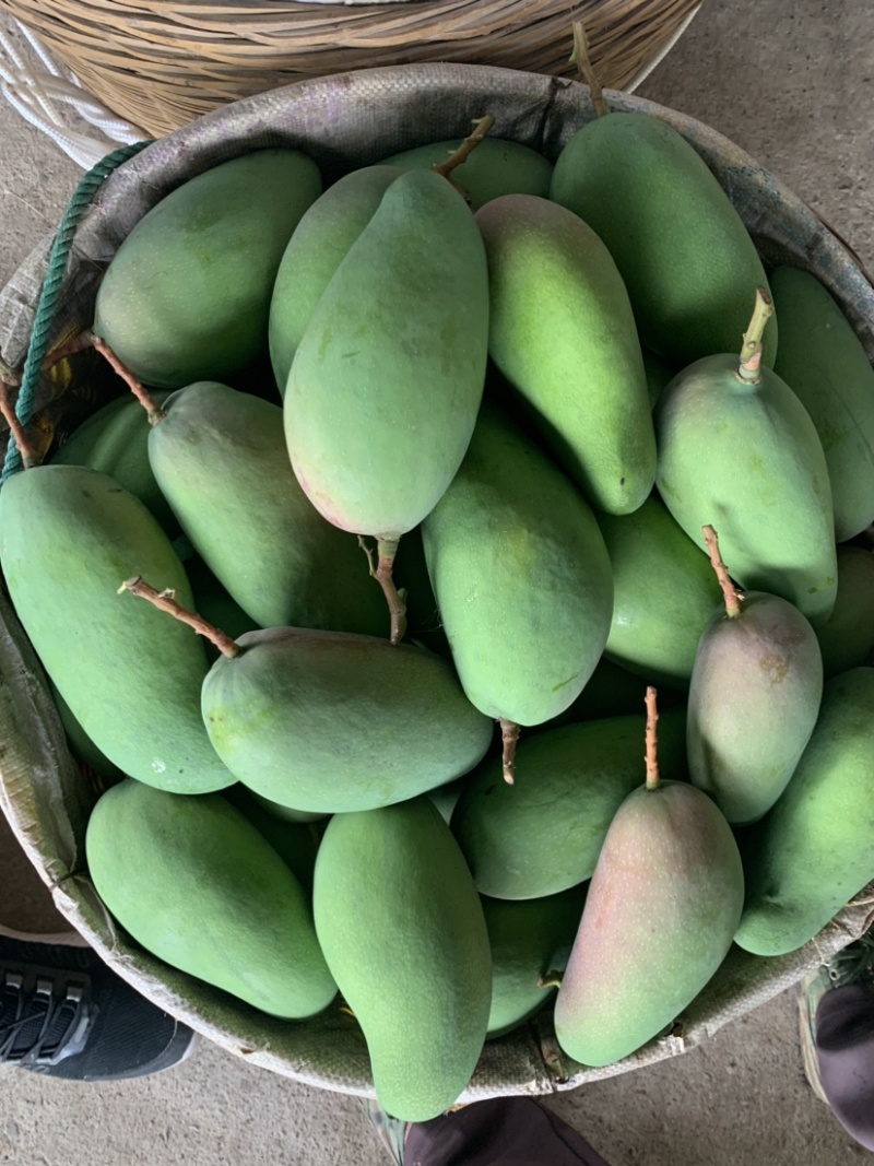 广西芒果贵妃芒果金煌芒小台农芒果桂七芒5/10斤