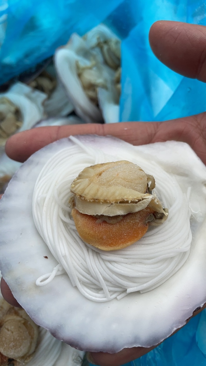 粉丝扇贝半壳扇贝粉丝烧烤夜店专用食材海鲜批发