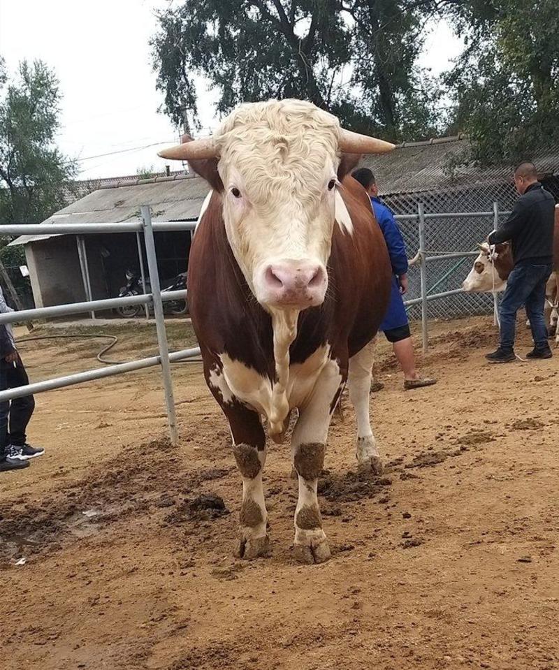 西门塔尔牛自家养殖基地买好牛来这里质量有保障