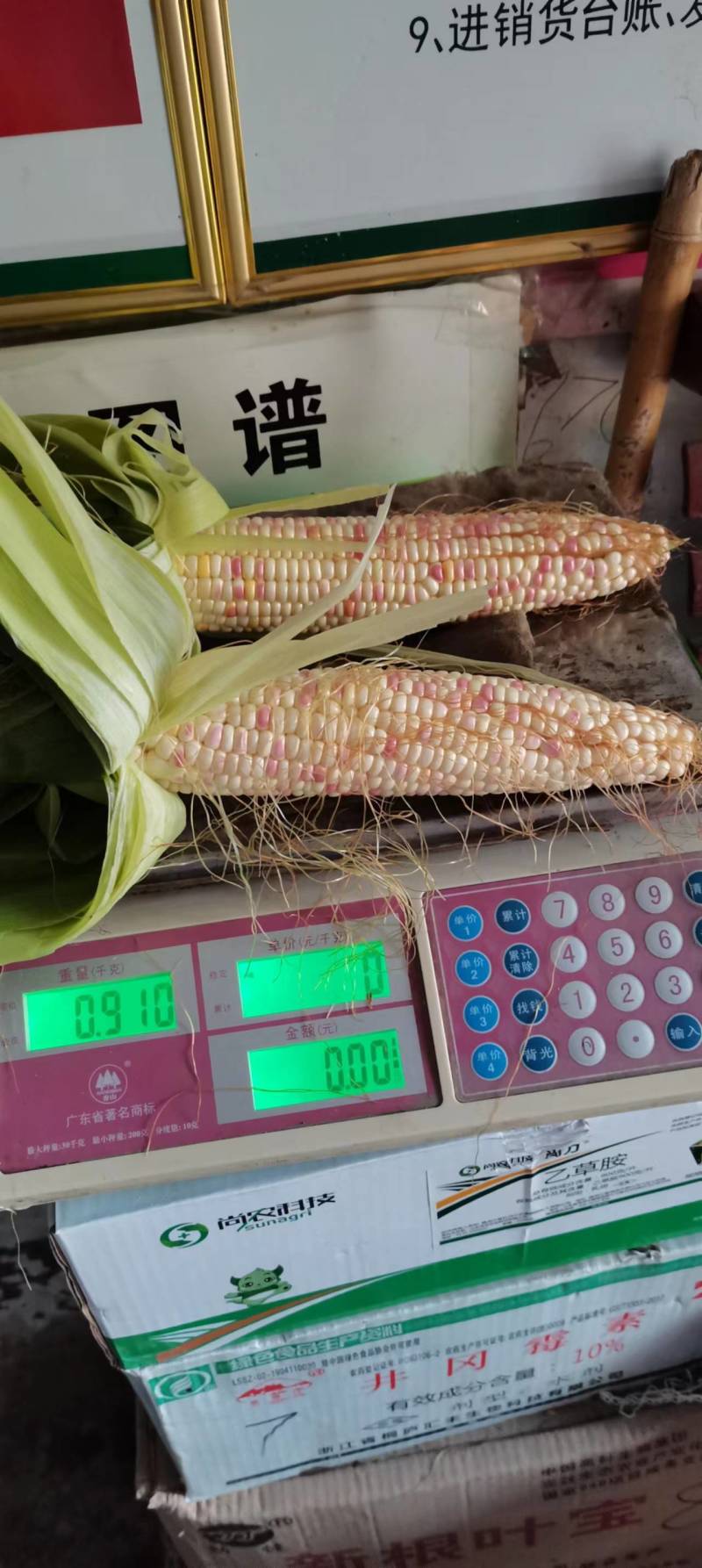 甜玉米，小花