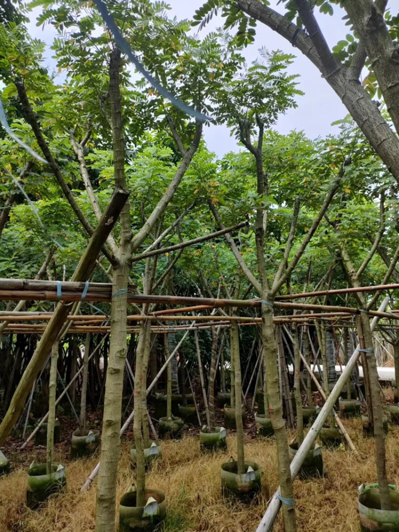 绿化苗木，黄槐，5到10公分，树形，光杆，骨架。