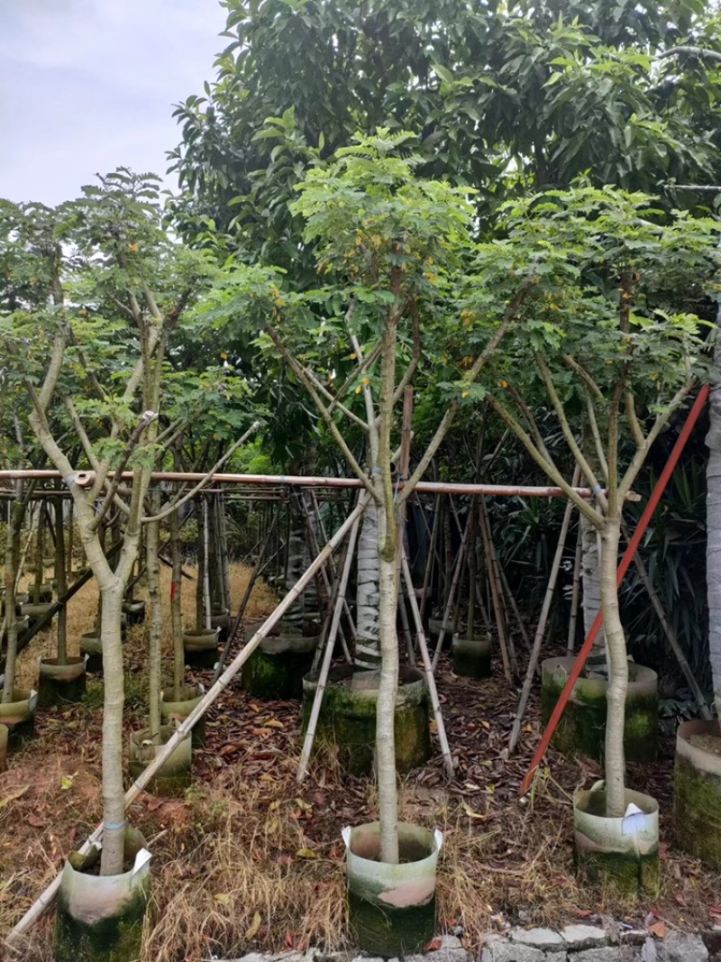 绿化苗木，黄槐，5到10公分，树形，光杆，骨架。