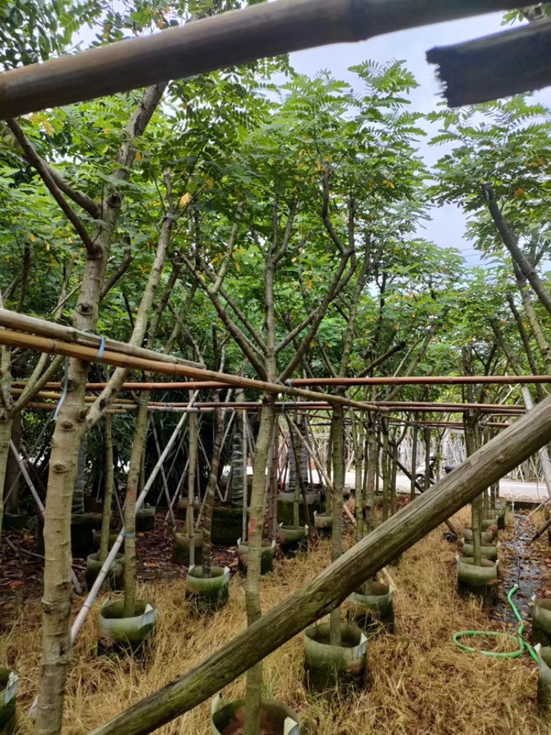 绿化苗木，黄槐，5到10公分，树形，光杆，骨架。
