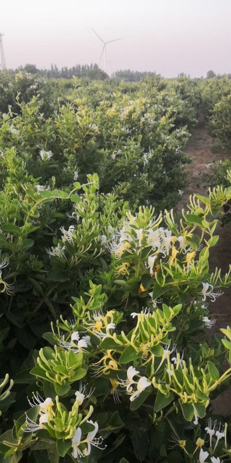 河北精品金银花树桩基地直发量大从优品质保证欢迎联系