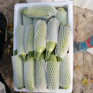 西葫芦，一手货源，产地直供货源充足，欢迎选购
