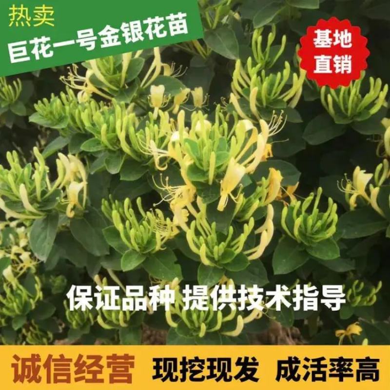 河北精品金银花苗基地直发品质保证量大从优欢迎联系