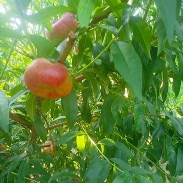 优质潘桃