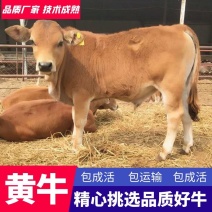 黄牛苗五元杂交黄牛买好黄牛犊来这里放养圈养都适合