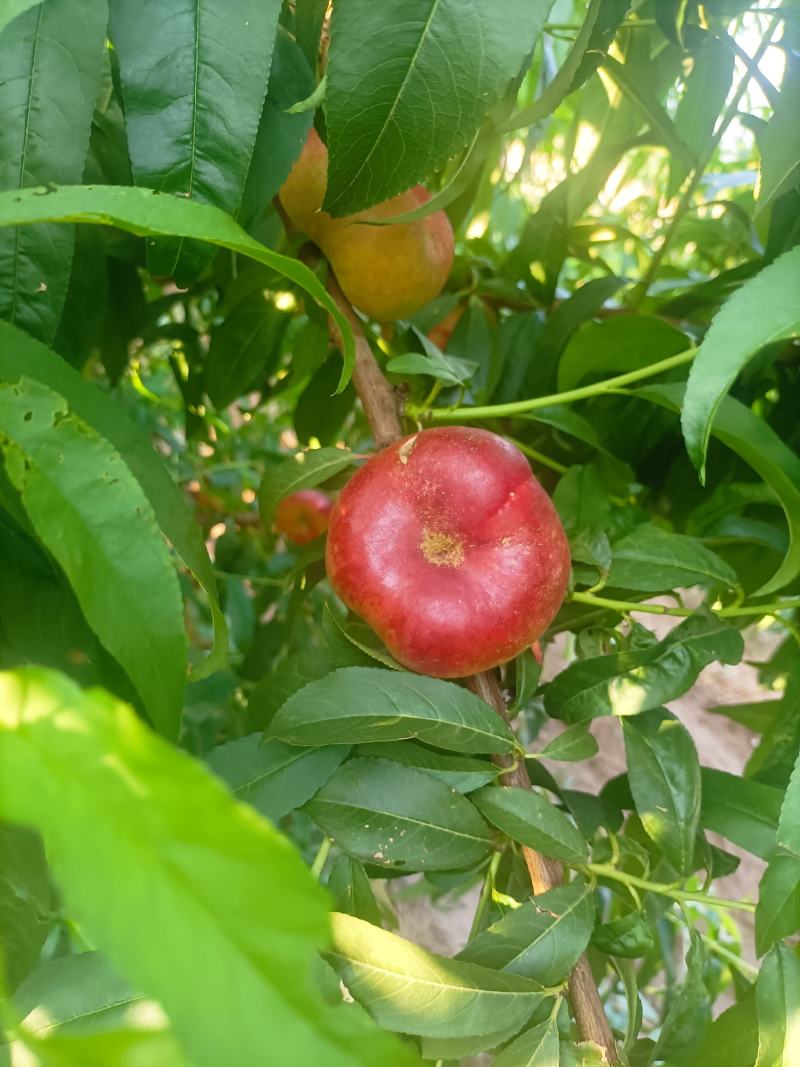 优质潘桃