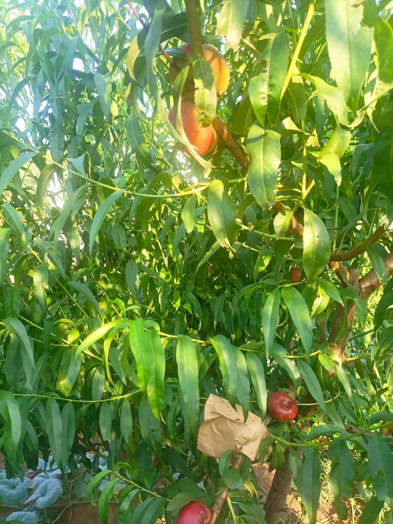 优质潘桃