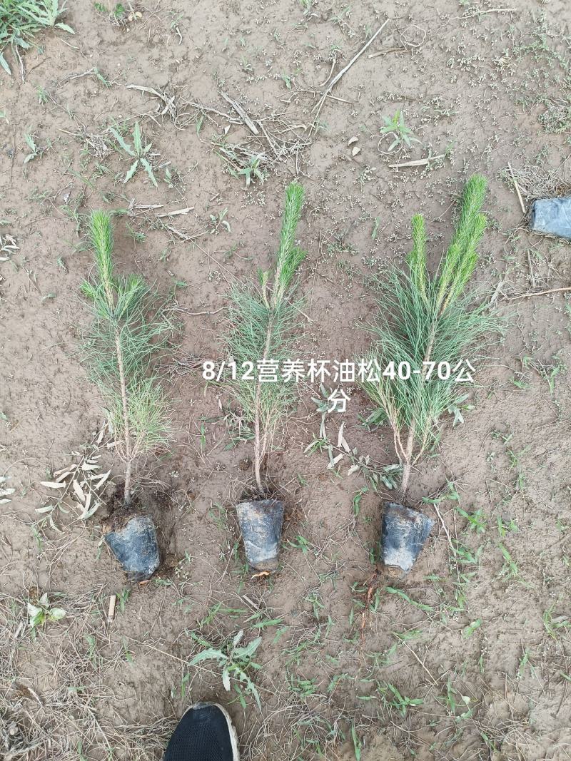 营养杯油松