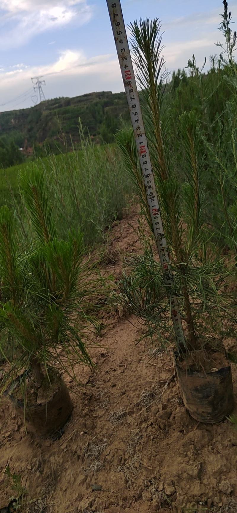 营养杯油松