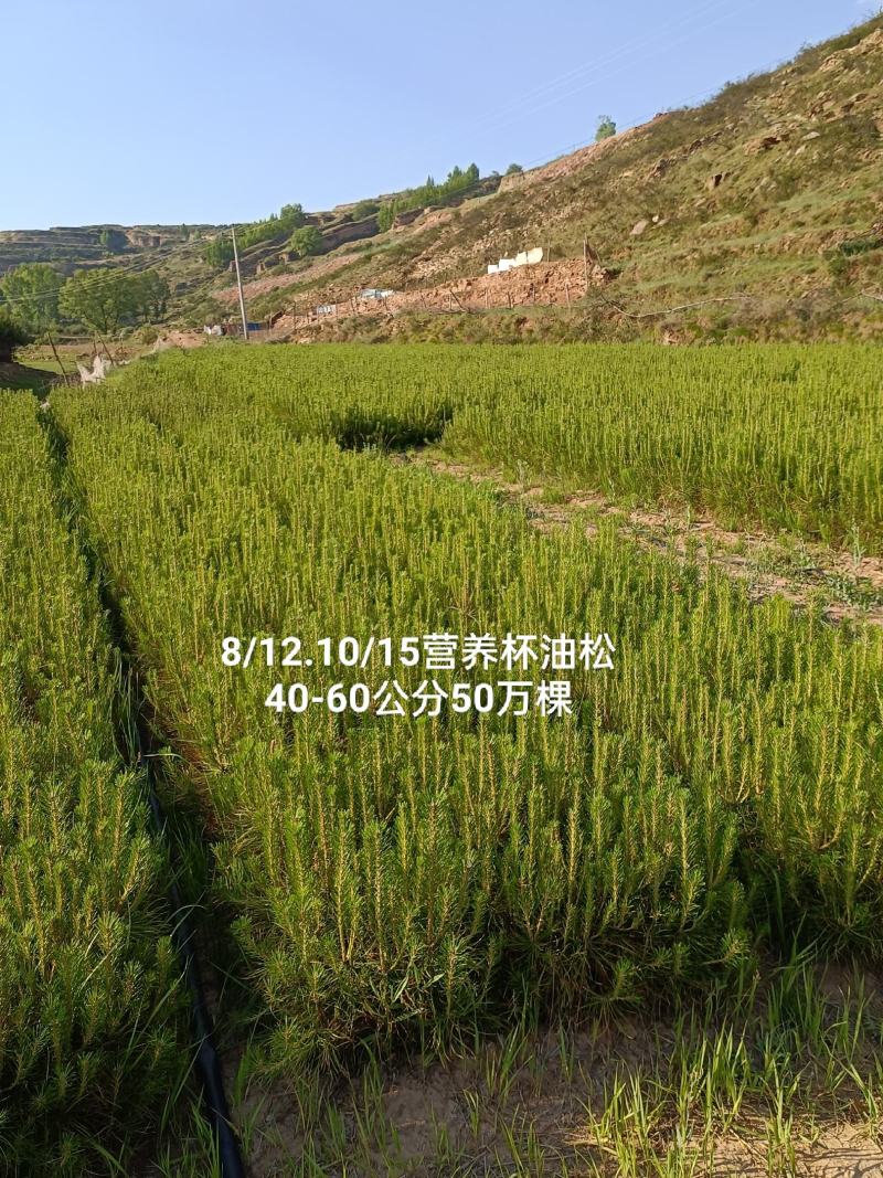 营养杯油松