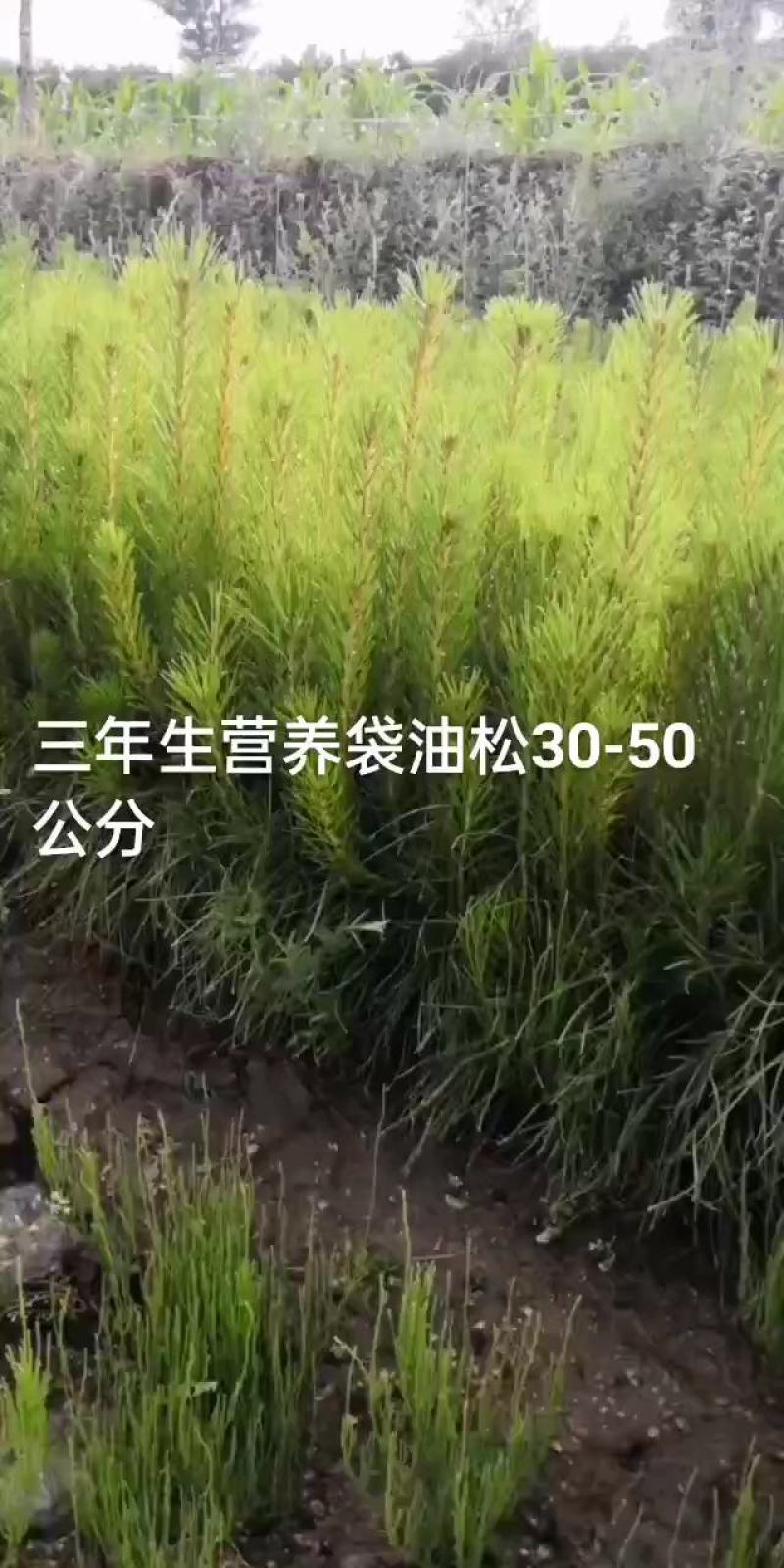 营养杯油松