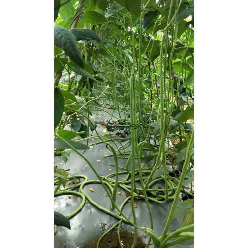 国际快线豆角夏秋特耐热豆角种子南方长豇豆种子花仁厚肉