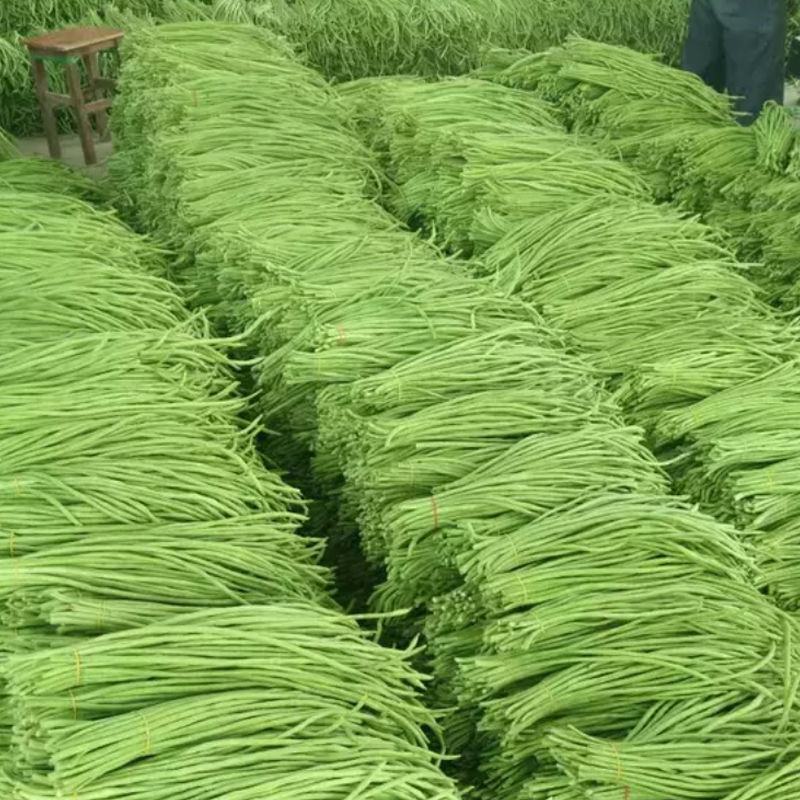 国际快线豆角夏秋特耐热豆角种子南方长豇豆种子花仁厚肉